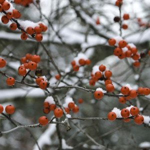 Winter Berries by Kelly Sinclair