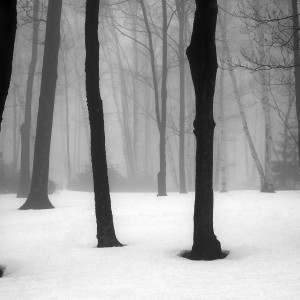Winter Fog by Kelly Sinclair