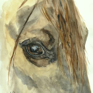 Horse Eye Study 2 by Alexandra Verboom Fritz
