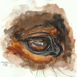 Horse Eye Study 1 by Alexandra Verboom Fritz