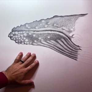 Humpback by Gunnar Norquist 