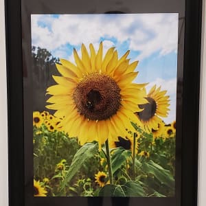 Sunflower with Bee by David L. Cohen