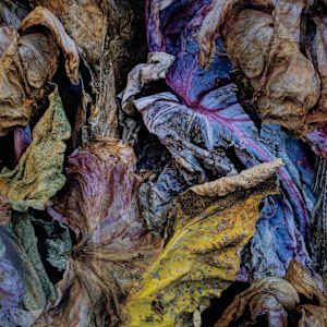 Composition with Fall Leaves #2 by Jon Burris 