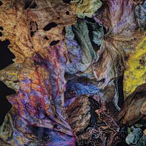 Composition with Fall Leaves #2 by Jon Burris 