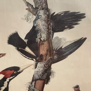 Ivory Billed Woodpecker (Print) by John James Audubon 