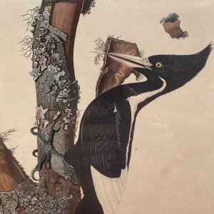 Ivory Billed Woodpecker (Print) by John James Audubon 