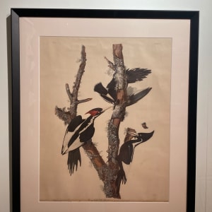 Ivory Billed Woodpecker (Print) by John James Audubon