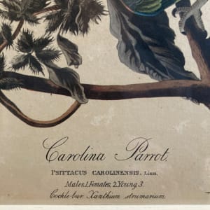 Carolina Parrot by John James Audubon 