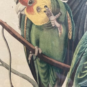 Carolina Parrot by John James Audubon 