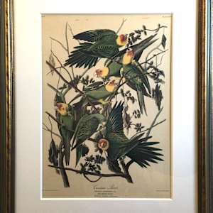 Carolina Parrot by John James Audubon, Image 10.