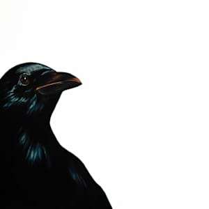 A Raven in Winter by Ivory Keyes