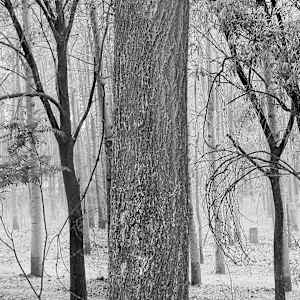 Forest Graveyard, Beijing, 2005 by Jon Burris, Image 4.