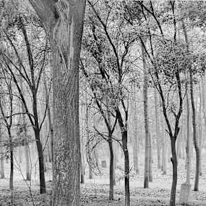 Forest Graveyard, Beijing, 2005 by Jon Burris, Image 3.