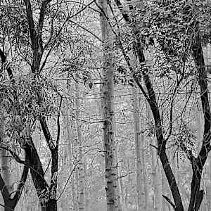 Forest Graveyard, Beijing, 2005 by Jon Burris, Image 2.