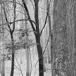 Forest Graveyard, Beijing, 2005 by Jon Burris, Image 5.