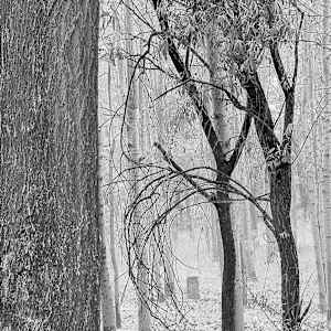 Forest Graveyard, Beijing, 2005 by Jon Burris, Image 6.