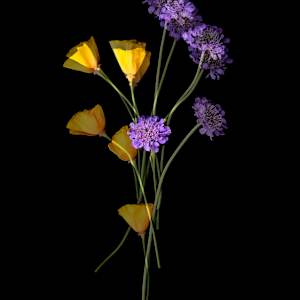 Organic Abstraction #16 by Jon Burris, Image 3.