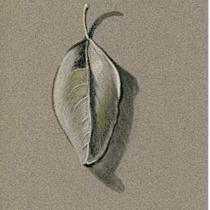 Untitled Leaf Drawing by Patricia Vinyard, Image 1.