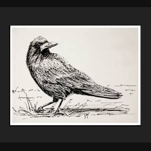 Rook by Susannah Fisher 