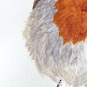 A Saucy Robin by Susannah Fisher 