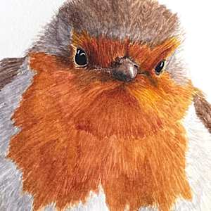 A Saucy Robin by Susannah Fisher 