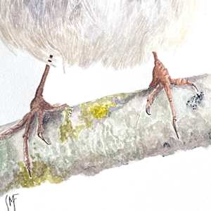 A Saucy Robin by Susannah Fisher 