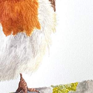 A Saucy Robin by Susannah Fisher 