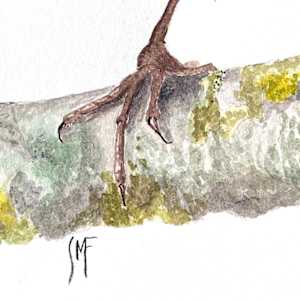 A Saucy Robin by Susannah Fisher 