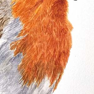 Singing Robin by Susannah Fisher 