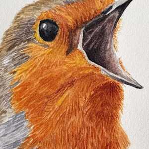 Singing Robin by Susannah Fisher 