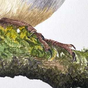 Singing Robin by Susannah Fisher 