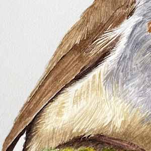 Singing Robin by Susannah Fisher 