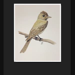 Eastern Wood-pewee by Susannah Fisher 