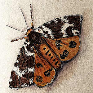 Garden Tiger Moth by Susannah Fisher 
