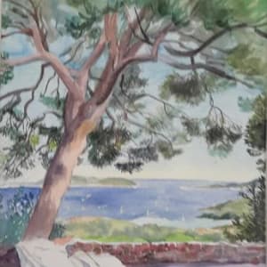 UMBRELLA PINE by SAL SIDNER