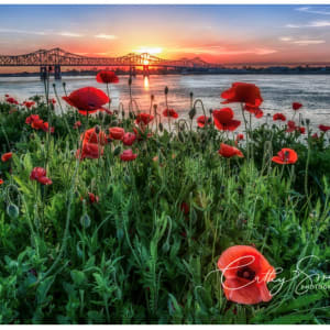 (13) Poppies at Sunset by Cathy Smart