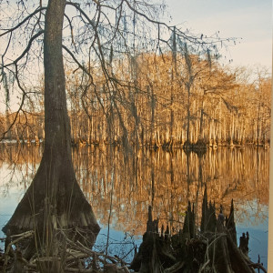 Cypresses, Blood River (14) by Libby Falk Jones