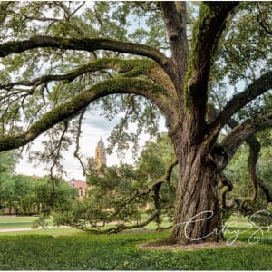 (30) LSU Tree in the Quad by Cathy Smart