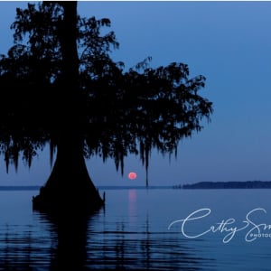 (31) Louisiana Moonrise by Cathy Smart