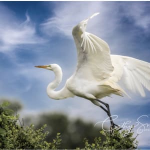 (41) A Graceful Great White Egret by Cathy Smart