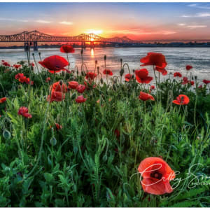 (60) Poppies at Sunset by Cathy Smart