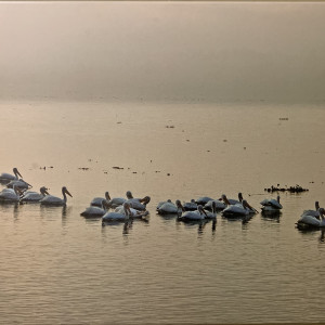 Pelicans, Baton Rouge Lakes (9) by Libby Falk Jones