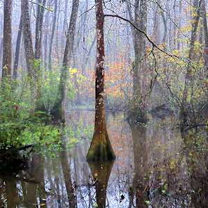 Reflections at Blue Bonnet Swamp by Paul Taylor