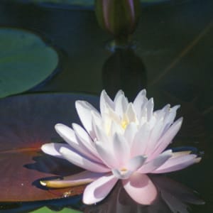 Lovely Pink Water Lily by KC Kuhnert