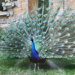 Peacock Displaying by KC Kuhnert