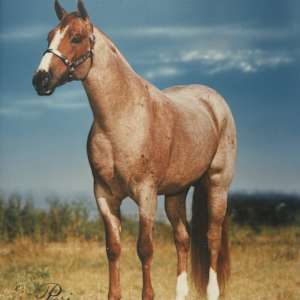 Peptoboonsmal  Image: Peptoboonsmal, Lane Hall