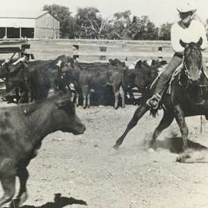 Kings Pistol  Image: Kings Pistol showing in 1960, shown by Jim Calhoun. 