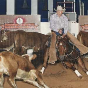 Mr. Mom  Image: Mr. Mom, at the 1999 World Championship Finals, shown by Don Pooley, owned by DMI Land and Cattle Co.