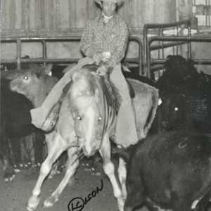 Peppi Dox  Image: Peppi Dox shown by Dennis Manning at the 1983 Big Sky Select Cuttting, Derby Winner