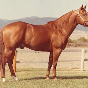 King Peppy San  Image: King Peppy San